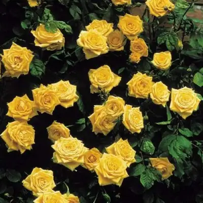 Роза ЛАНДОРА чайно-гибридная в Осиповичах