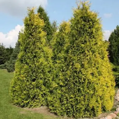 Туя АУРЕОСПИКАТА западная в Осиповичах