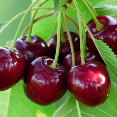 Дюк ЖИВИЦА (ЧЕРЕВИШНЯ) в Осиповичах