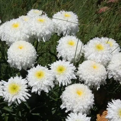 Нивяник ФИОНА ГОГХИЛЛ великолепный в Осиповичах