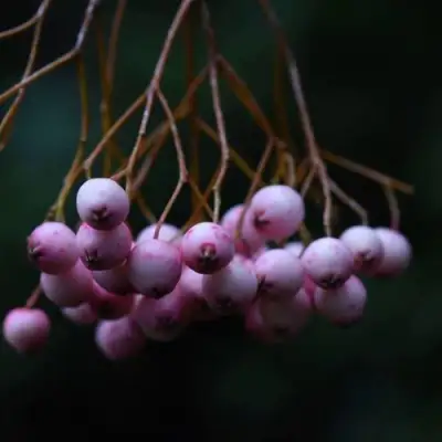 Рябина ПЕКИНСКАЯ сладкоплодная в Осиповичах