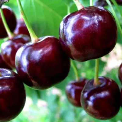 Дюк ЧУДО-ВИШНЯ в Осиповичах