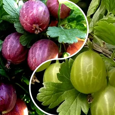 Комплект РЕДКИЙ СЧАСТЛИВЧИК в Осиповичах