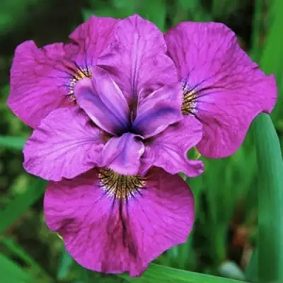 Ирис СИ Я ЛЕЙТЕР сибирский в Осиповичах