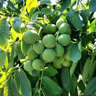 Грецкий орех  ИЗЯЩНЫЙ в Осиповичах