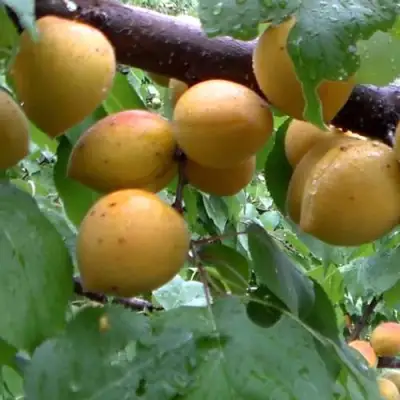 Абрикос МАНИТОБА в Осиповичах