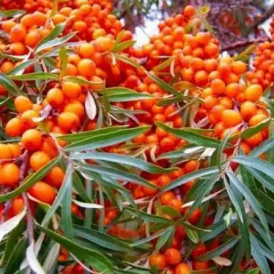 Облепиха ВОРОБЬЕВСКАЯ в Осиповичах