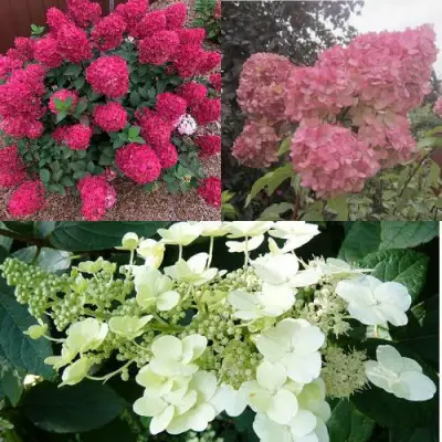 Комплект САД ЭМОЦИЙ в Осиповичах