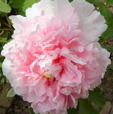 Пион БУКЕТ РОЗОВЫХ ГВОЗДИК древовидный в Осиповичах