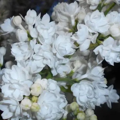 Сирень МИСС ЭЛЕН ВИЛМОТТ в Осиповичах