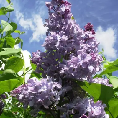 Сирень КРЫЛЬЯ НАДЕЖДЫ в Осиповичах