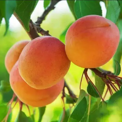 Абрикос ДЕБЮТ в Осиповичах