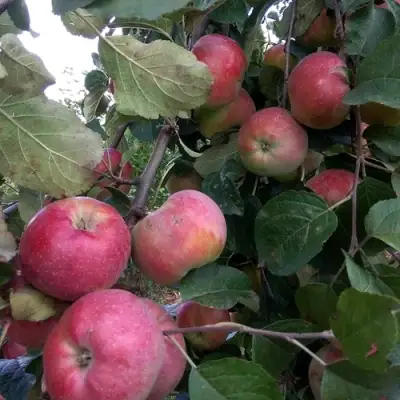 Яблоня АЛЬВА в Осиповичах