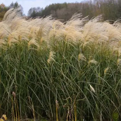 Мискантус ВАНИЛЛА СКАЙ китайский в Осиповичах