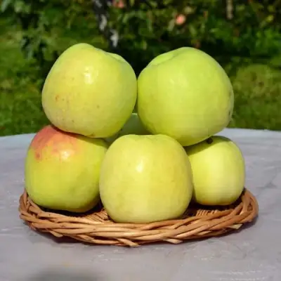 Яблоня БИРСКОЕ ГРУШЕВОЕ (БИЧИК) в Осиповичах