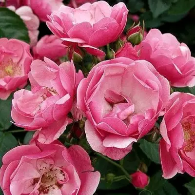 Роза АНГЕЛА флорибунда в Осиповичах