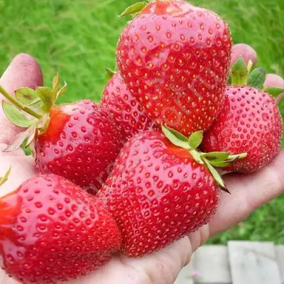 Клубника ЭЛИАНЕ в Осиповичах