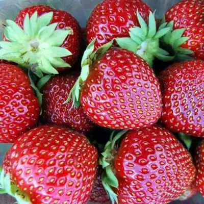 Клубника МАЛЬВИНА в Осиповичах