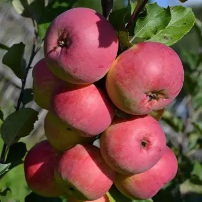 Яблоня ВЭМ-РОЗОВЫЙ в Осиповичах
