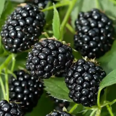 Ежевика ТРИПЛ КРАУН бесшипная  в Осиповичах