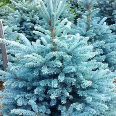 Ель МАДЖЕСТИК БЛЮ колючая в Осиповичах