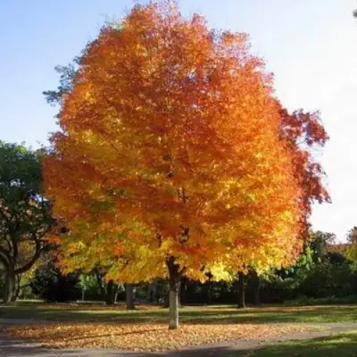 Клен серебристый в Осиповичах