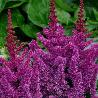 Астильба БЛЭК ЭНД БЛУ китайская в Осиповичах