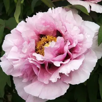 Пион РОЗОВАЯ РЕКА древовидный в Осиповичах