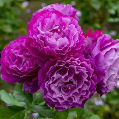 саженцы розы ЭДЕН (БЛЮ ИДЕН) 