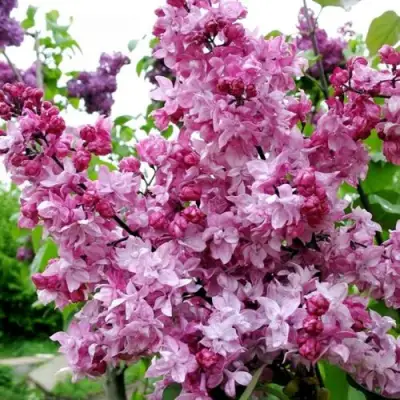 Сирень ОЛИМПИАДА КОЛЕСНИКОВА в Осиповичах