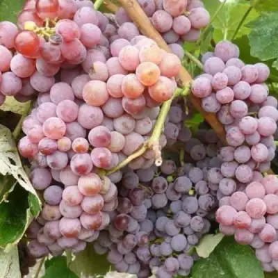 Виноград РИЛАЙНС ПИНК СИДЛИС в Осиповичах