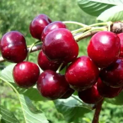 Вишня ВЯНОК в Осиповичах