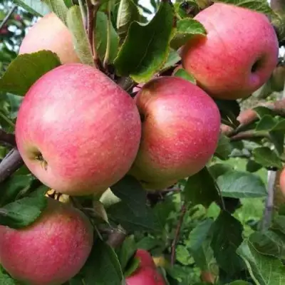 Яблоня ТЕРЕМОК в Осиповичах