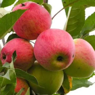 Яблоня МЕЧТА в Осиповичах