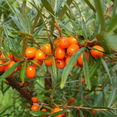 Облепиха БОТАНИЧЕСКАЯ в Осиповичах