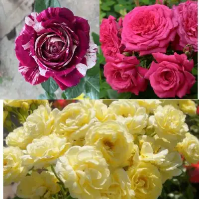 Комплект РОЗОВЫЙ АКЦЕНТ в Осиповичах