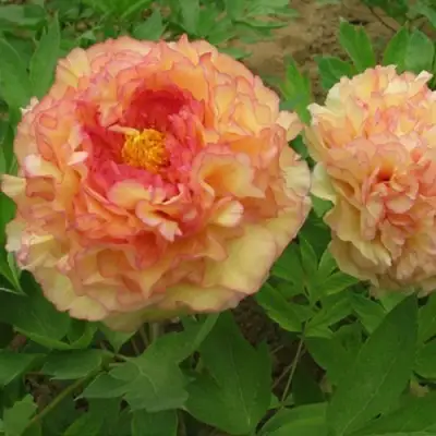 Пион ЗОЛОТАЯ РОССЫПЬ древовидный в Осиповичах