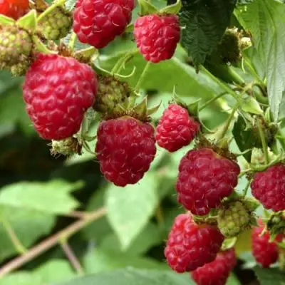 Малина ПРИМАРА в Осиповичах