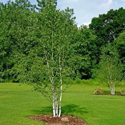 Береза бумажная в Осиповичах