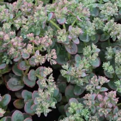 Очиток (седум) САНСПАРКЛЕР ЛАЙМ ЗИНГЕР в Осиповичах