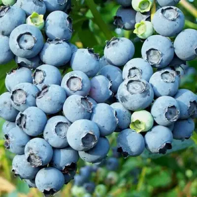 Голубика ПУРУ в Осиповичах