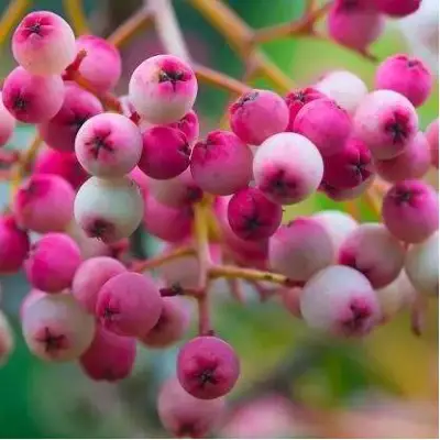 Рябина ПИНК сладкоплодная в Осиповичах