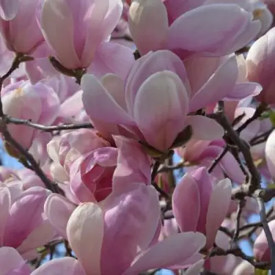 Магнолия ГАЛАКСИ в Осиповичах