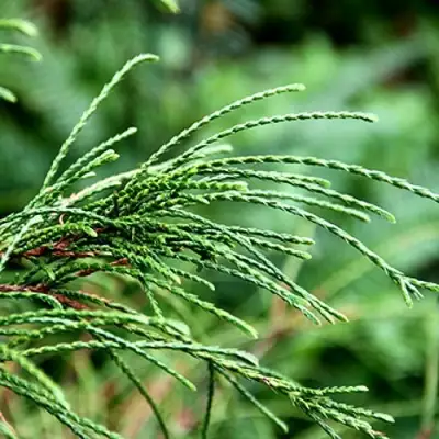 Туя ВИПКОРД складчатая в Осиповичах