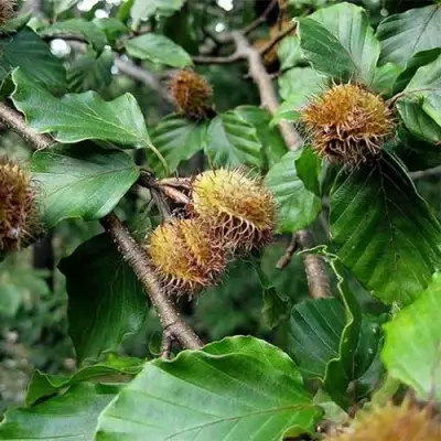 Бук обыкновенный в Осиповичах