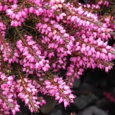 Эрика СТИНКЕ дарленская в Осиповичах