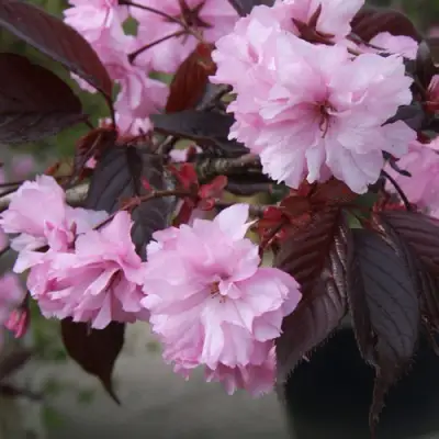 Сакура РОЯЛ БУРГУНДИ в Осиповичах