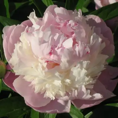 Пион ЩЕРБЕТ травянистый в Осиповичах