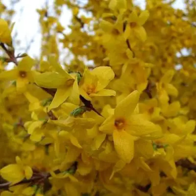 Форзиция ТАРАНДТ промежуточная в Осиповичах