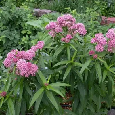 Ваточник МЯСО-КРАСНЫЙ в Осиповичах